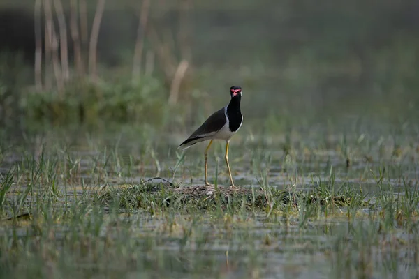 Kızıl gerdanlı Lapwing Kuzey Hindistan 'daki sulak arazide dolaşıyor.
