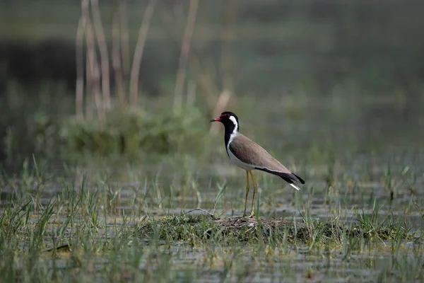 Kızıl gerdanlı Lapwing Kuzey Hindistan 'daki sulak arazide dolaşıyor.