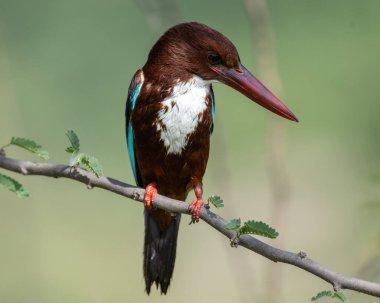Suya daldıktan sonra beyaz boğazlı Kingfisher ıslanmış.