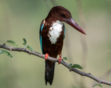 Suya daldıktan sonra beyaz boğazlı Kingfisher ıslanmış.