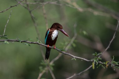 Suya daldıktan sonra beyaz boğazlı Kingfisher ıslanmış.