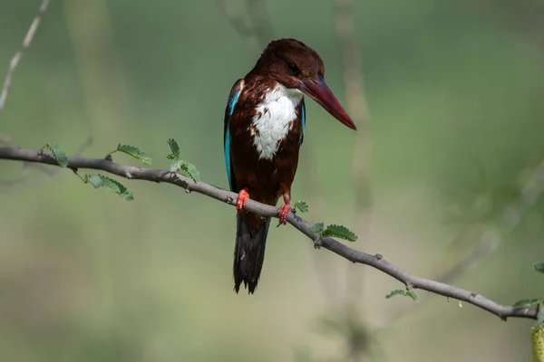 White Throated Kingfisher Mojado Después Una Inmersión Agua — Foto de Stock