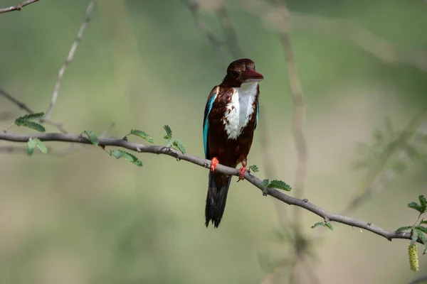 White Throated Kingfisher Мокрый После Погружения Воду — стоковое фото