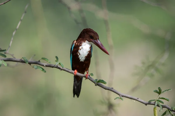 Kingfisher Gorge Blanche Mouillé Après Une Plongée Dans Eau — Photo