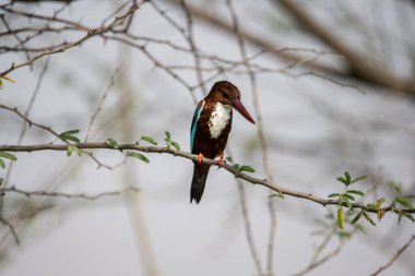 Suya daldıktan sonra beyaz boğazlı Kingfisher ıslanmış.