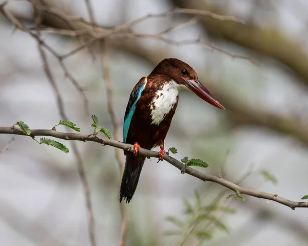 Kingfisher Gorge Blanche Mouillé Après Une Plongée Dans Eau — Photo