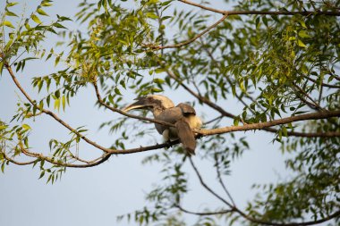 Hint Gri Boynuzu Ağaçta oturuyor