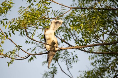 Hint Gri Boynuzu Ağaçta oturuyor