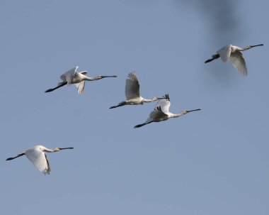 Avrasya kaşık faturası (Platalea lucorodia) uçuşta. Hindistan 'da çekilmiş.