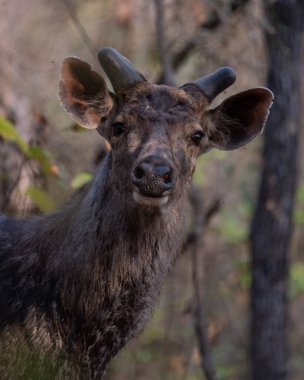 Sambar Geyiği kameraya bakıyor. Vahşi doğadaki bir geyiğin yüksek kaliteli detaylı fotoğrafı.