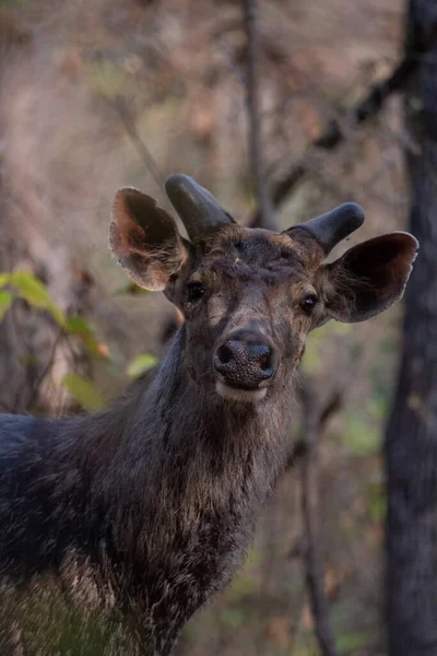 Sambar Deer Kamerába Néz Kiváló Minőségű Részletes Fénykép Egy Őzről — Stock Fotó