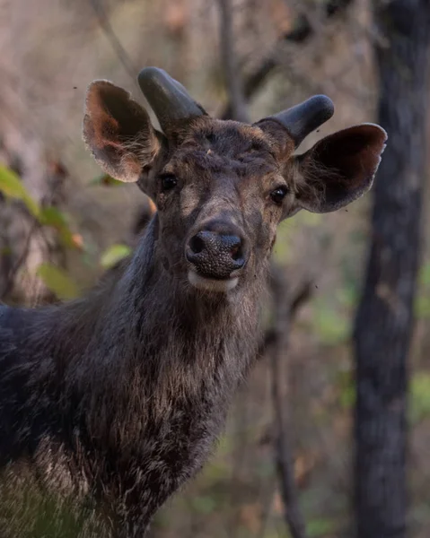 Sambar Deer Regarde Caméra Photographie Détaillée Haute Qualité Cerf Dans — Photo