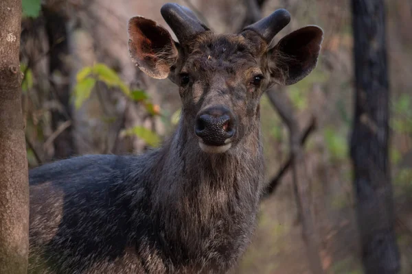 Sambar Deer Looking Camera High Quality Detailed Photograph Deer Wilderness — Stock Photo, Image