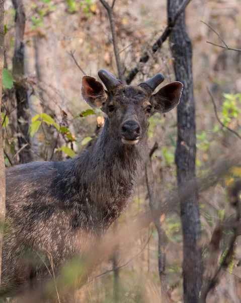 Sambar Deer Looking Camera High Quality Detailed Photograph Deer Wilderness — Stock Photo, Image