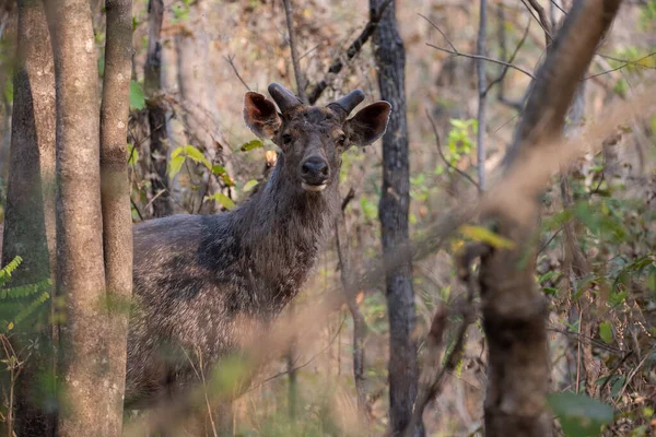 Sambar Deer Looking Camera High Quality Detailed Photograph Deer Wilderness — Stock Photo, Image