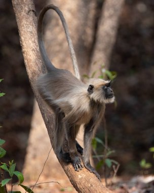 Gri Langur ormanda dolaşıyor. Fotoğraf kaplan safarisinde çekildi, Madhya Pradesh, Hindistan