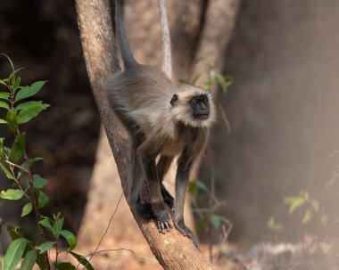Gri Langur ormanda dolaşıyor. Fotoğraf kaplan safarisinde çekildi, Madhya Pradesh, Hindistan