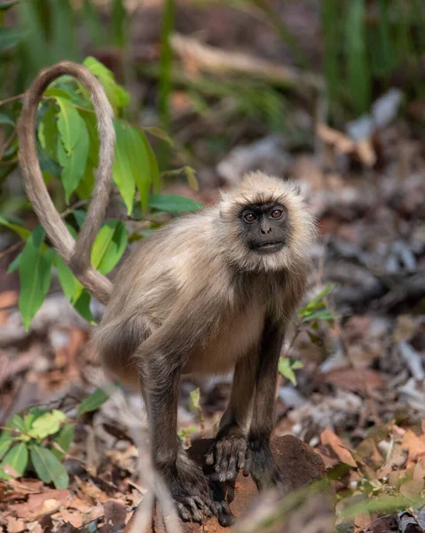 Grey Langur Vaga Nel Bosco Foto Scattata Safari Tigre Madhya — Foto Stock