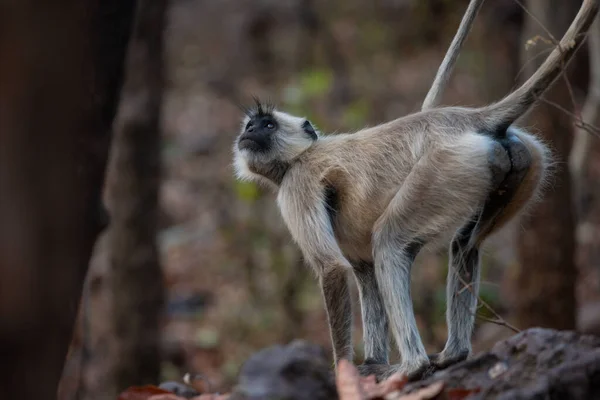 Grey Langur Vaga Nel Bosco Foto Scattata Safari Tigre Madhya — Foto Stock