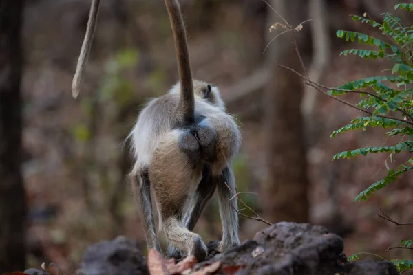 Grey Langur Zwerft Rond Het Bos Foto Gemaakt Tijgersafari Madhya — Stockfoto