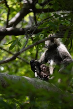 Grey Langur ve genç biri sarılıyor. Anne Langur yavrusunu ormanda taşıyor.