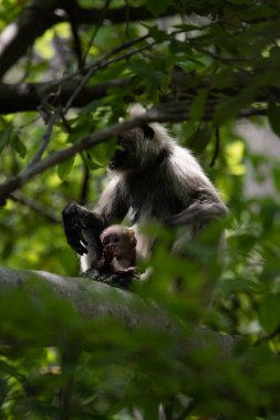 Grey Langur ve genç biri sarılıyor. Anne Langur yavrusunu ormanda taşıyor.