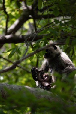 Grey Langur ve genç biri sarılıyor. Anne Langur yavrusunu ormanda taşıyor.