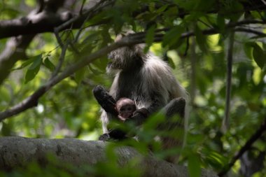 Grey Langur ve genç biri sarılıyor. Anne Langur yavrusunu ormanda taşıyor.