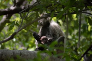 Grey Langur ve genç biri sarılıyor. Anne Langur yavrusunu ormanda taşıyor.