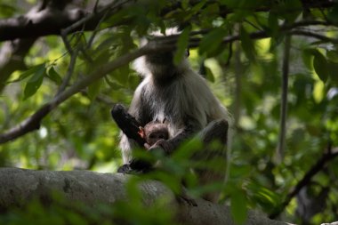 Grey Langur ve genç biri sarılıyor. Anne Langur yavrusunu ormanda taşıyor.