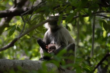 Grey Langur ve genç biri sarılıyor. Anne Langur yavrusunu ormanda taşıyor.