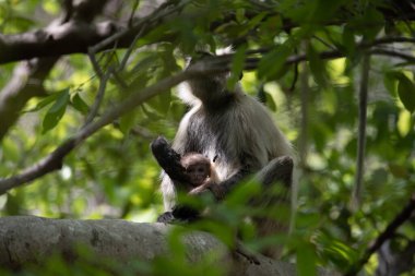 Grey Langur ve genç biri sarılıyor. Anne Langur yavrusunu ormanda taşıyor.