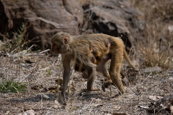 Monkey Young One Hugging Mother Monkey Carries Its Young One — Stock Photo, Image