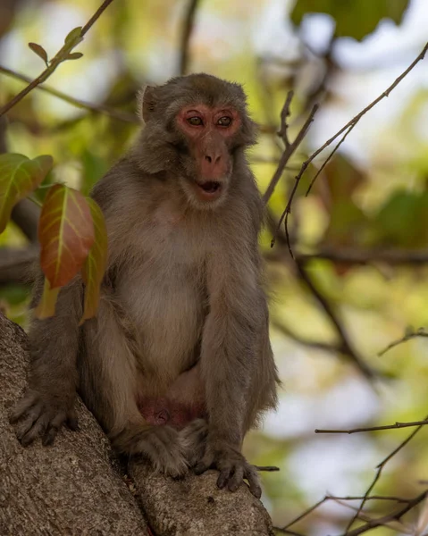 Scimmia Selvatica Ruggente Scimmie Selvatiche Ruggiscono Proteggere Terra — Foto Stock