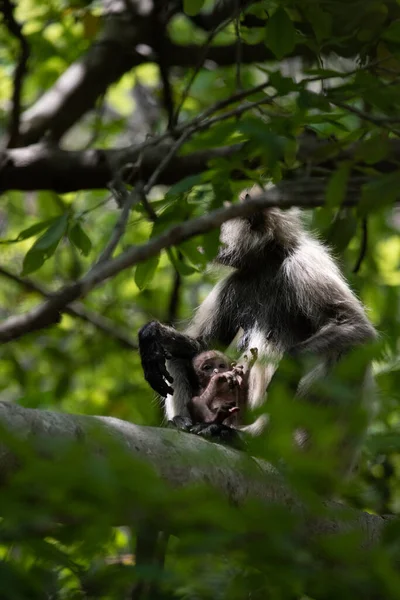 Grey Langur ve genç biri sarılıyor. Anne Langur yavrusunu ormanda taşıyor.