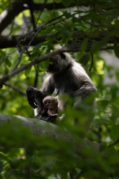 Langur Gris Avec Jeune Câlin Mère Langur Porte Son Petit — Photo