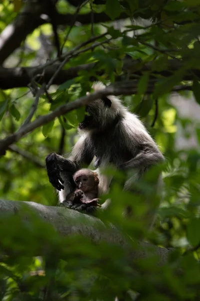 Grey Langur ve genç biri sarılıyor. Anne Langur yavrusunu ormanda taşıyor.