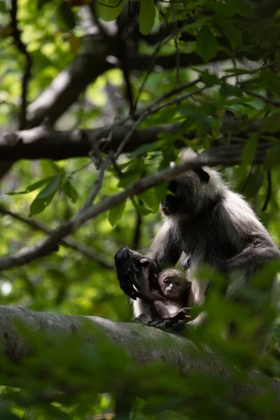 Grey Langur ve genç biri sarılıyor. Anne Langur yavrusunu ormanda taşıyor.