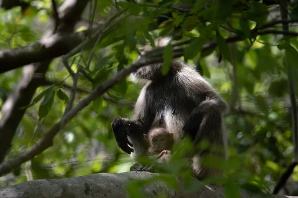 Grey Langur Con Giovane Che Abbraccia Madre Langur Porta Suo — Foto Stock