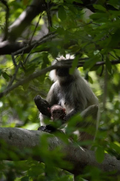 Grey Langur ve genç biri sarılıyor. Anne Langur yavrusunu ormanda taşıyor.