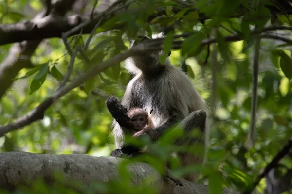 Grey Langur Con Giovane Che Abbraccia Madre Langur Porta Suo — Foto Stock