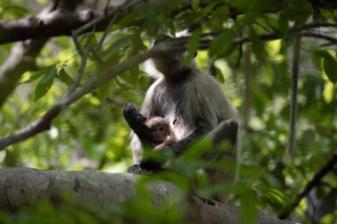 Grey Langur ve genç biri sarılıyor. Anne Langur yavrusunu ormanda taşıyor.