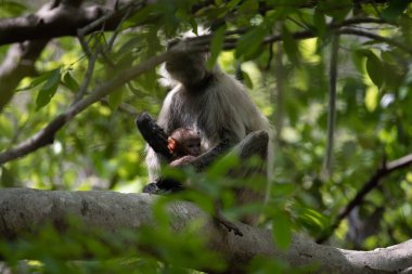 Grey Langur ve genç biri sarılıyor. Anne Langur yavrusunu ormanda taşıyor.