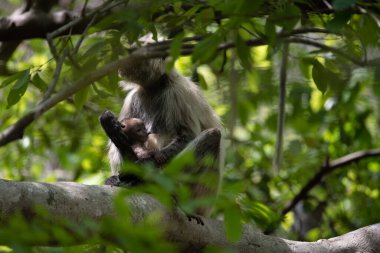 Grey Langur ve genç biri sarılıyor. Anne Langur yavrusunu ormanda taşıyor.
