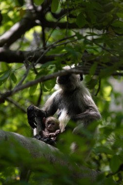 Grey Langur ve genç biri sarılıyor. Anne Langur yavrusunu ormanda taşıyor.
