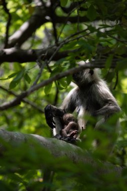 Grey Langur ve genç biri sarılıyor. Anne Langur yavrusunu ormanda taşıyor.