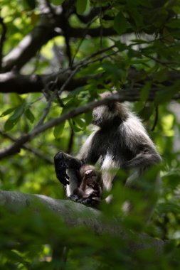 Grey Langur ve genç biri sarılıyor. Anne Langur yavrusunu ormanda taşıyor.