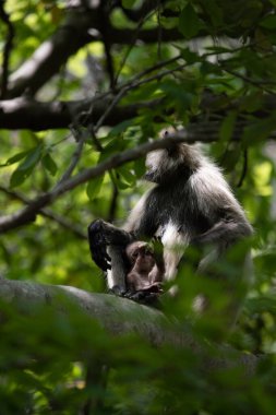 Grey Langur ve genç biri sarılıyor. Anne Langur yavrusunu ormanda taşıyor.