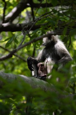 Grey Langur ve genç biri sarılıyor. Anne Langur yavrusunu ormanda taşıyor.