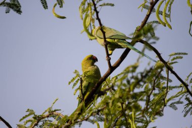 İki gül halkalı papağan sevişir ve bir ormanda dallanırken yemeğini paylaşır.